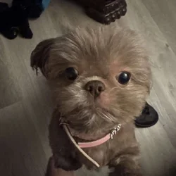 Shih Tzu