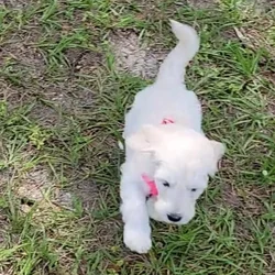 Beautiful 5 week old Labradoodle