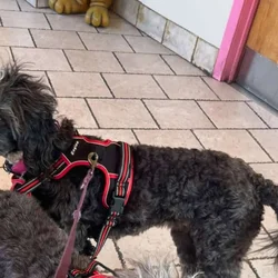 Anna 1 half year old DNA Tested Aussiedoodle
