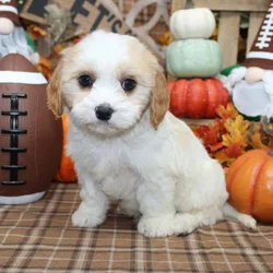 Cavchon Puppies For Sale