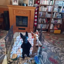 AKC Scottish Terriers for Sale