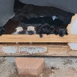 Pug puppies