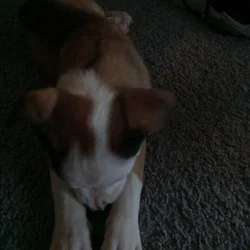 Puppies for Sale