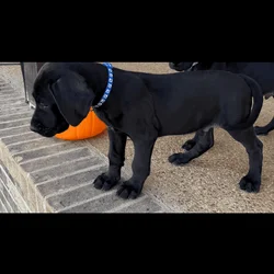 Great Dane European