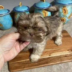 CKC Registered Shihtzu puppies