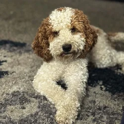 Golden Doodle Puppy