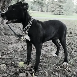 5 month APBT Rehome