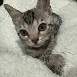 Silver Bengal