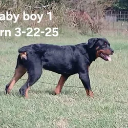Male German Rottweiller