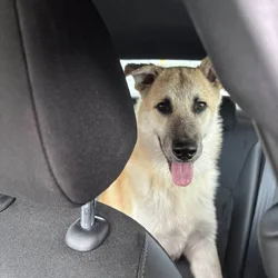 Looking for Furever home