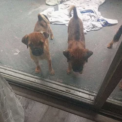 Twin puppies for sale