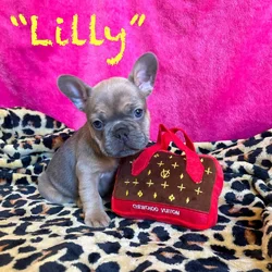 Frenchie Puppies * Ukraine Lineage