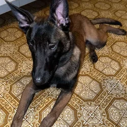 Belgian Malinois