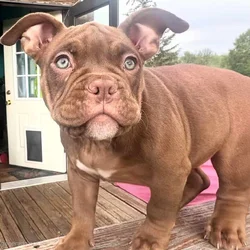 Loving puppies need a new home