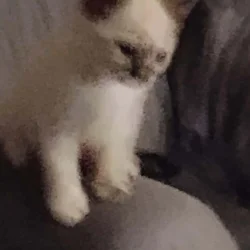Ragdoll kittens