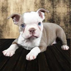 Paisley the Boston puppy