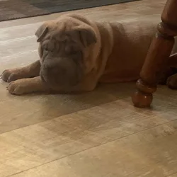 Wanted - Chinese Sharpei