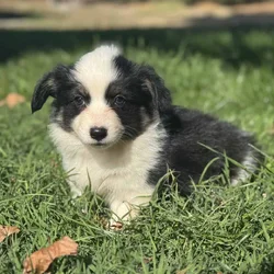 Corgi Puppies