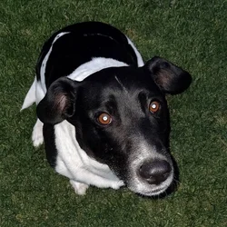 Snoopy