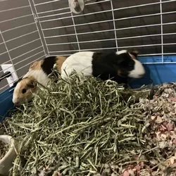 2 Male Guineas Pigs~ Cage + Full Setup