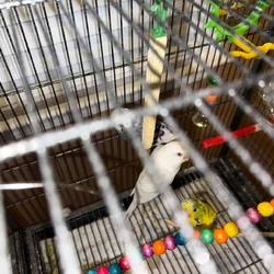 TEN PARAKEETS & A CAGE