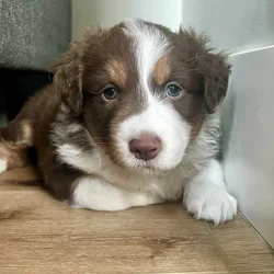Tri colored beauty