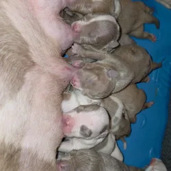 Classic American Bully Puppies Rehome