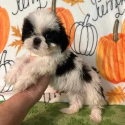 Adorable Shihtzu