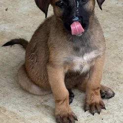 8 Puppies 1/2 German Shepard + 1/2 unknown