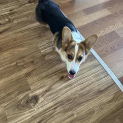 Purebred Corgi