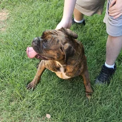 Female boxer
