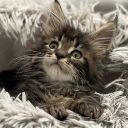 TICA registered Maine coon kittens