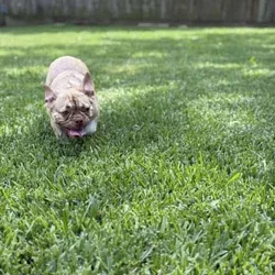 Rehoming Lovable French Bulldog