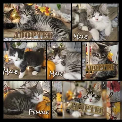 kittens Siberian