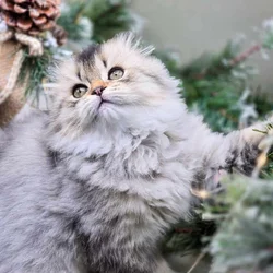 SCOTTISH FOLD GIRL, TICA REGISTERED