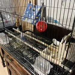 Parakeets & Lovebirds – Myrtle Beach