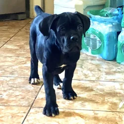 Cane Corso Puppies