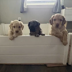 Goldendoodle Puppies for Sale