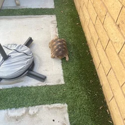 Adult Sulcata Tortoise For Sale