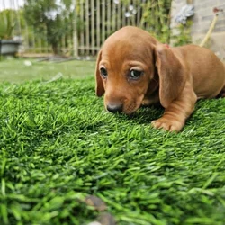 Daschund mini weenie pups