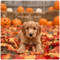 Golden Doodles