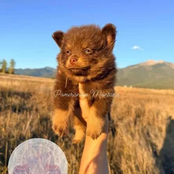 Female Pomeranian