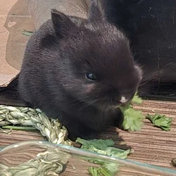 Baby Bunnies For Adoption