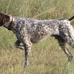 Adorable Shorthaired Pointers