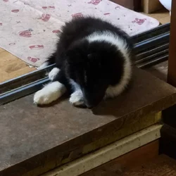 AKC registered Sheltie puppies