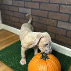 Rehome Puppies 🩷