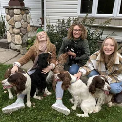 Springerdoodle puppies ready for your family