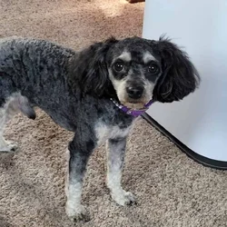 Phantom Toy Poodle