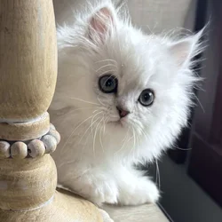 Dearheart Persian Kittens Available soon