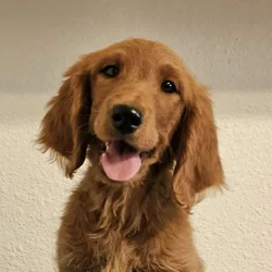 Goldendoodle male puppy